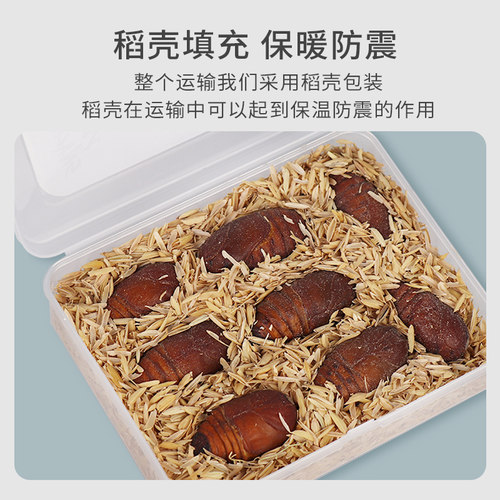 仓鼠零食花枝鼠蚕蛹宠物吃的新鲜活蝉蛹金丝熊粮食蜜袋鼯刺猬鸟食 - 图2