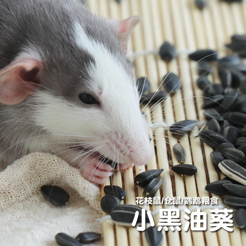 花枝鼠小瓜子仓鼠主粮零食黑油葵黑瓜子虎皮鹦鹉鸟吃的零食用品 - 图0