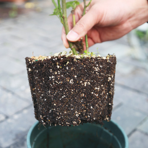 花土通用型家用多肉专用营养土养花种花种菜种植泥土盆栽有机土壤 - 图1