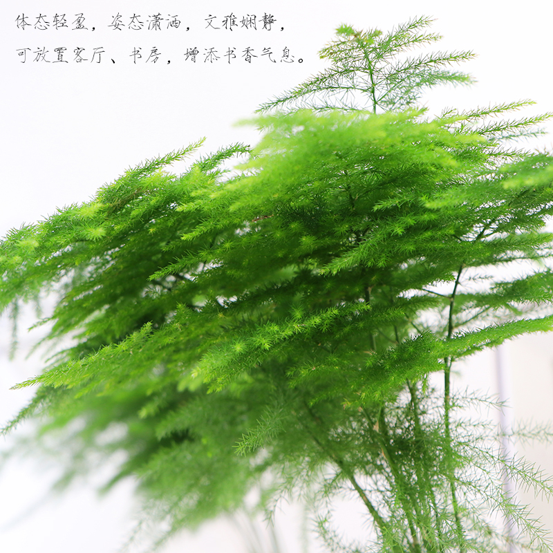 文竹盆栽植物办公室内摆件水养水培绿植小盆景造型创意大文竹花苗 - 图1