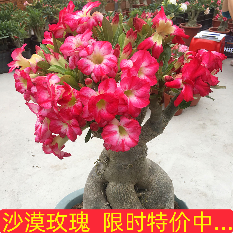 重瓣沙漠玫瑰花苗盆栽四季花卉绿植物老桩室内阳台小盆景开花不断 - 图1