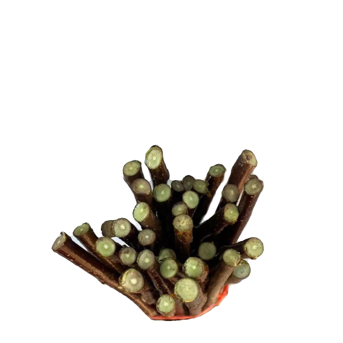 梨树嫁接接穗果树苗接穗李子苹果山楂柿码子樱桃树苗石榴扦插枝条 - 图3