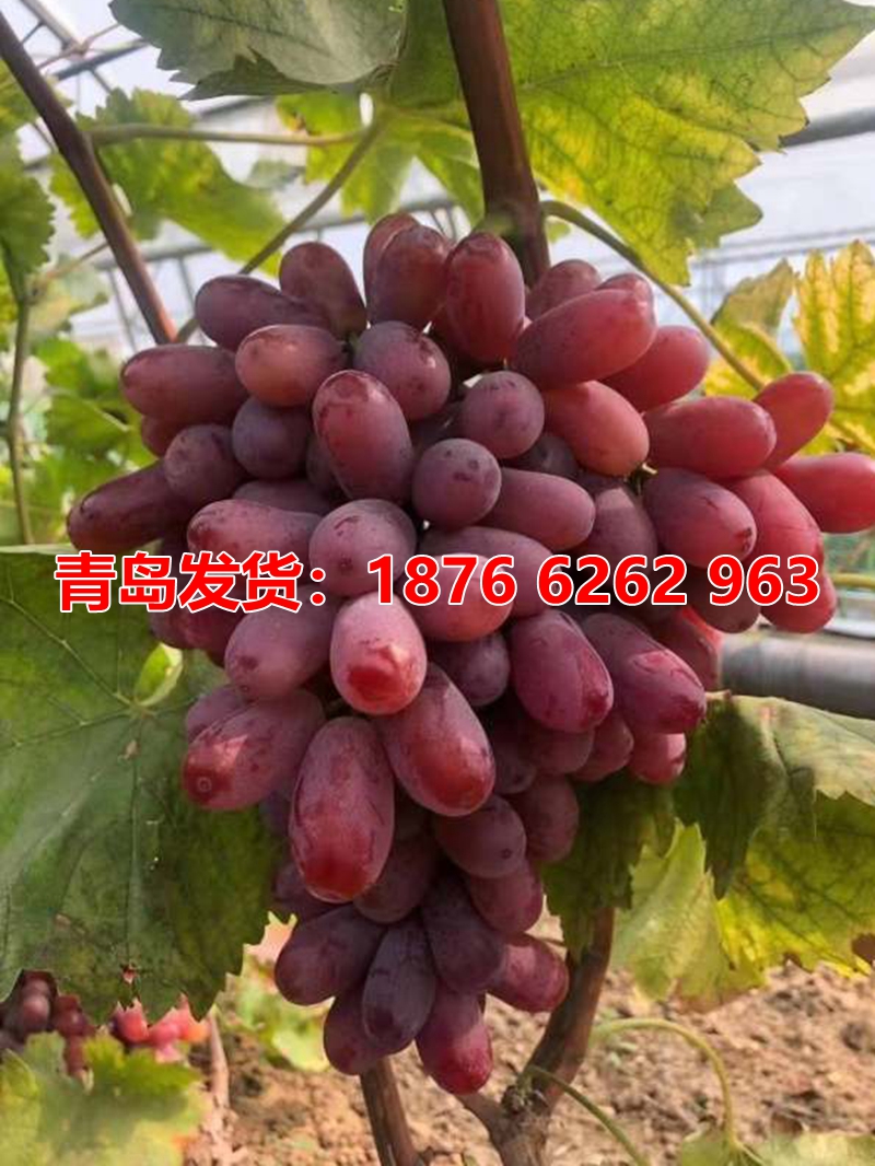 深红无籽葡萄树苗南方种植当年结果庭院嫁接抗寒无籽葡萄苗树无核 - 图0