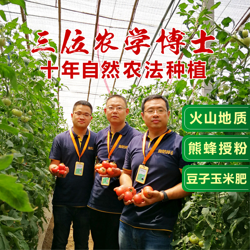 黄金籽西红柿新鲜自然熟生吃番茄酸甜现摘现发水果柿子4.8斤,淘宝优惠券,粉丝福利购,淘宝优惠卷