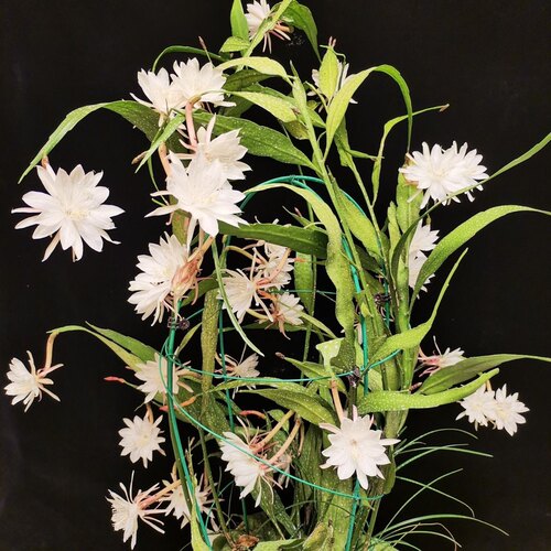 印尼小叶昙花正宗绿植花卉小盆栽四季好养殖开花好养园艺植物 - 图0