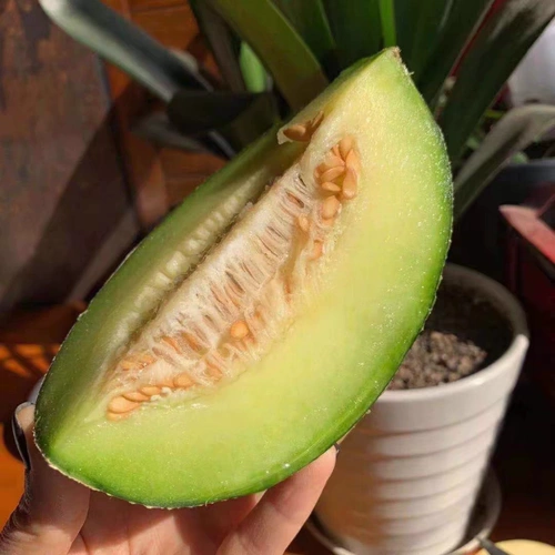 Синьцзян Специализированный старик дыня циасексин черные бровей гаши дыня свежие фрукты беременные женщины здоровые фрукты дыни дыни дыни.