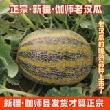 Синьцзян Специализированный старик дыня циасексин черные бровей гаши дыня свежие фрукты беременные женщины здоровые фрукты дыни дыни дыни.