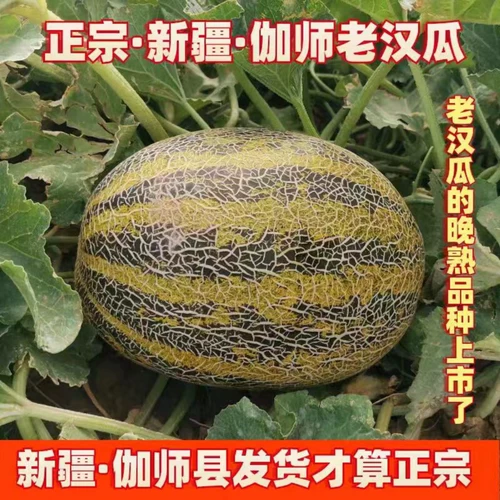 Синьцзян Специализированный старик дыня циасексин черные бровей гаши дыня свежие фрукты беременные женщины здоровые фрукты дыни дыни дыни.