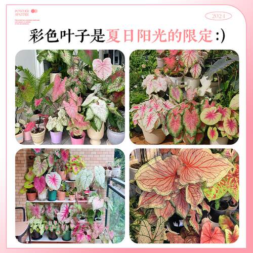 彩叶芋盆栽芋类彩色绿植大全室内好养水培植物粉色飞溅海芋竹花卉 - 图3