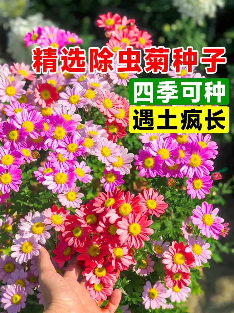 除虫菊花种籽子多年生小雏菊花种籽驱蚊草驱虫菊室外阳台易活花籽