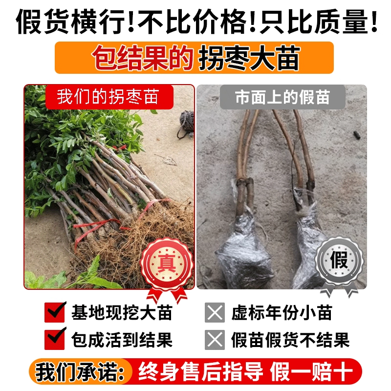 拐枣苗树盆栽南北方种植当年结果拐枣树活苗嫁接金钩梨万寿果树苗,淘宝优惠券,粉丝福利购,淘宝优惠卷