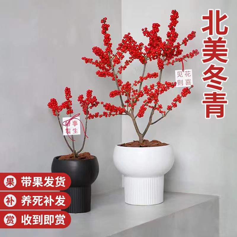 进口北美冬青盆栽老桩盆景带红果耐寒耐旱年宵花真花北美冬青树苗 - 图0