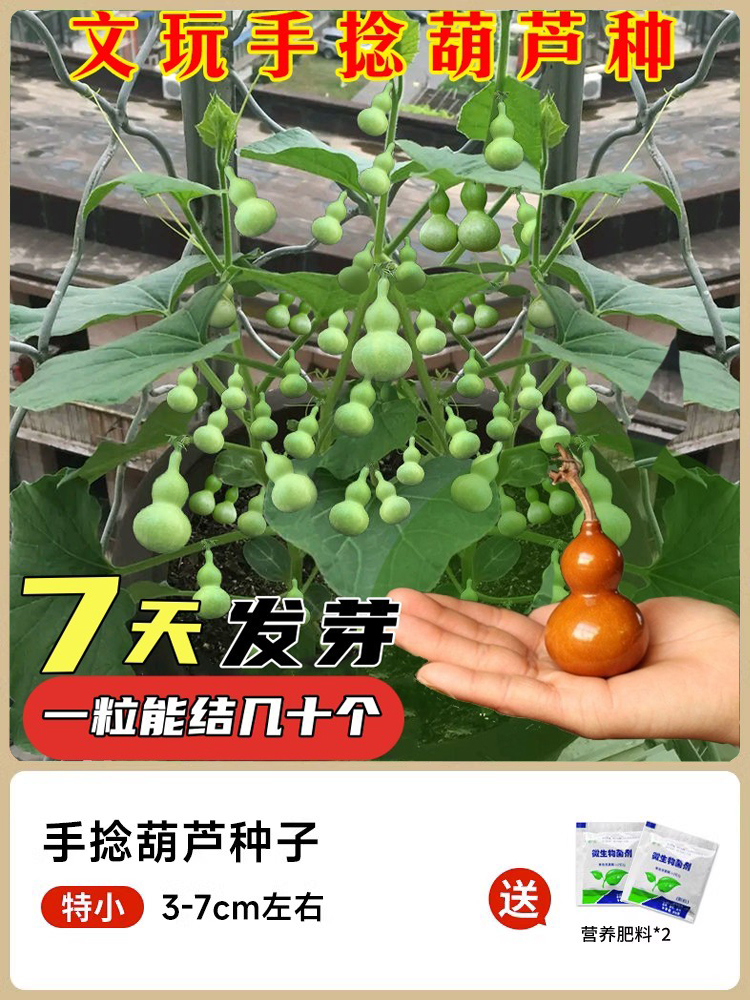 手捻小葫芦籽种四季观赏葫芦种子阳台庭院爬藤文玩葫芦盆栽植物