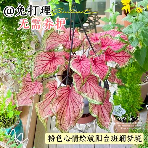 彩叶芋盆栽芋类彩色绿植大全室内好养水培植物粉色飞溅海芋竹花卉 - 图1