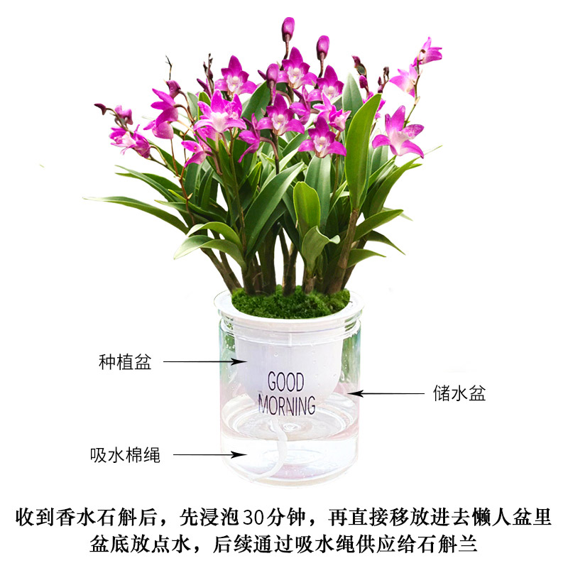 香水石斛兰盆栽室内水养绿植带花水培带花苞花卉植物七彩泼墨兰花 - 图3
