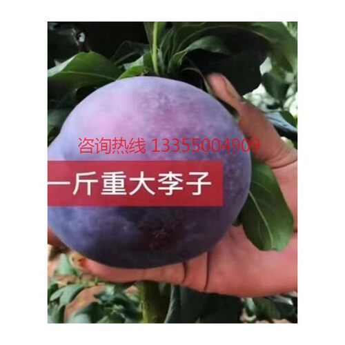 巨型黑霸王李子树苗嫁接特大果黑布林脱骨李子苗当年结果盆栽地栽 - 图3