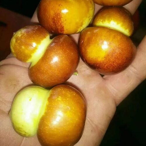 大荔冬枣树活苗树特大青脆大枣嫁接北方南方种植庭院果树果苗盆栽 - 图1