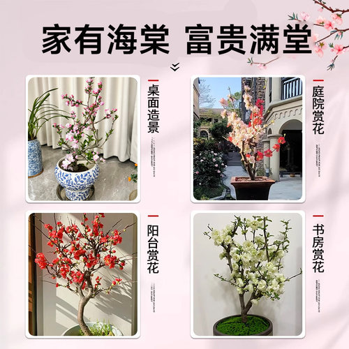 海棠花盆栽四季开花树苗老桩盆景客厅花卉绿植室外庭院植物好养活 - 图3