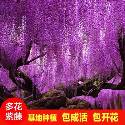 紫藤花树苗爬藤植物庭院围墙春季开花盆栽花苗绿植花卉藤蔓紫藤萝 - 图1
