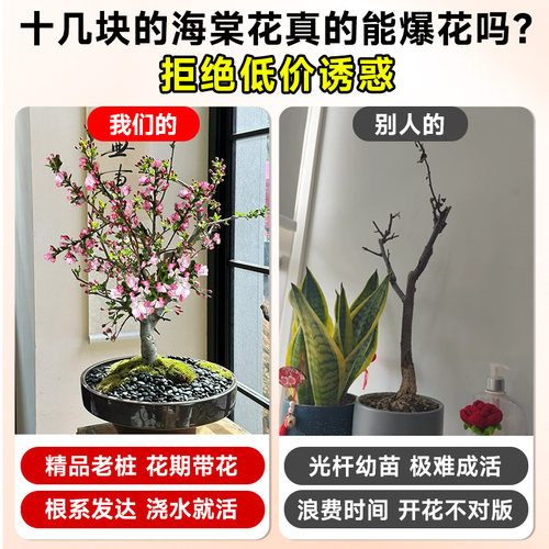 海棠花盆栽四季开花树苗老桩盆景客厅花卉绿植室外庭院植物好养活 - 图0