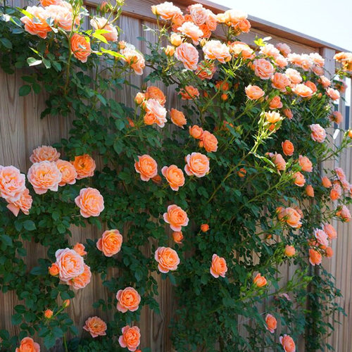 【1米6大苗】蔷薇花苗爬藤植物庭院藤本月季爬墙玫瑰四季花卉盆栽 - 图0