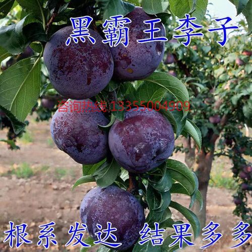 巨型黑霸王李子树苗嫁接特大果黑布林脱骨李子苗当年结果盆栽地栽 - 图2