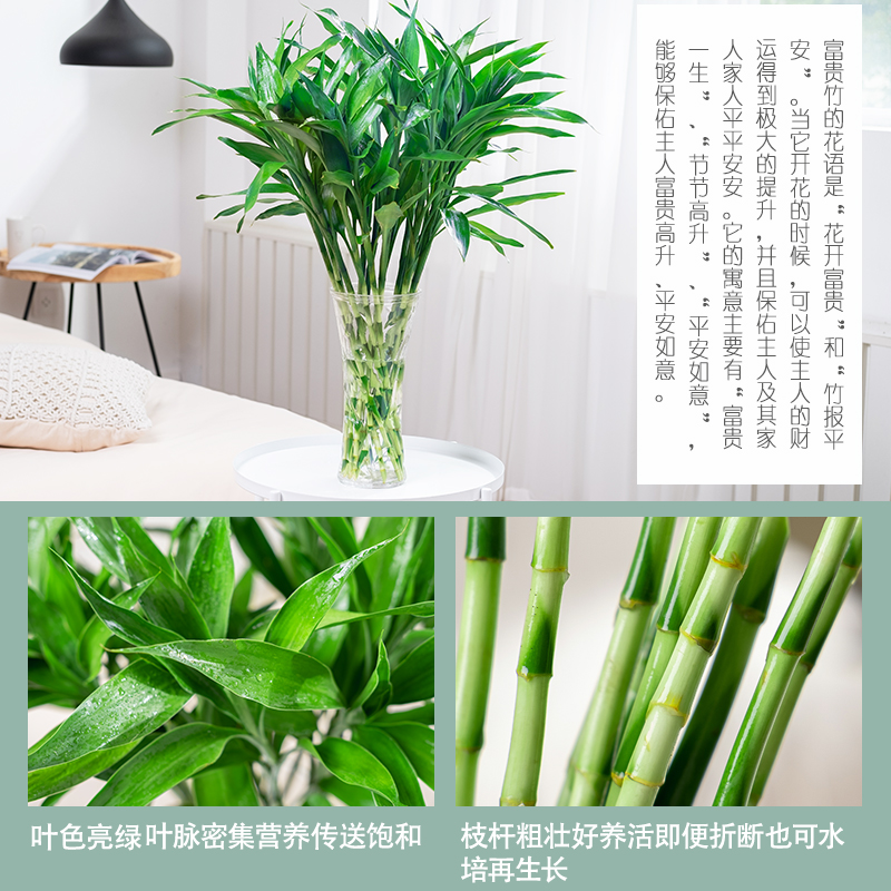 富贵竹水培植物盆栽绿植室内花客厅水养转运观音竹一帆风顺节节高 - 图1