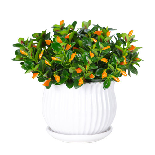金鱼吊兰盆栽四季观花植物金鱼花室内客厅观花植物豆瓣绿四季常青 - 图3