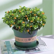 Golden Fish Chandland Potted Plant Season View Flowers Plant Goldfish Flowers Indoor Living Room View Flowers Plant Bean Petals Green All Season Evergreen