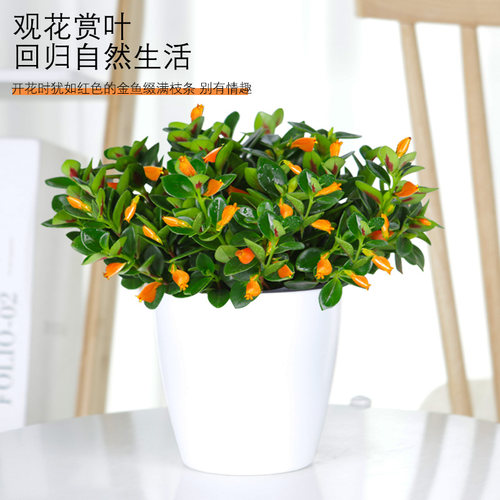 金鱼吊兰盆栽四季观花植物金鱼花室内客厅观花植物豆瓣绿四季常青 - 图0