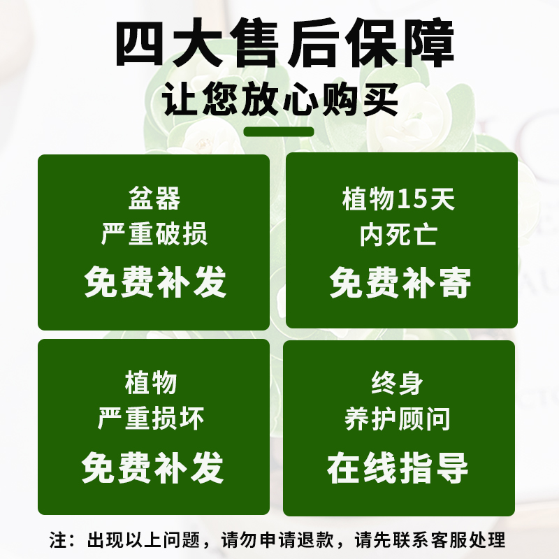 金钱木老桩多肉植物室内盆栽花卉发财树四季常青好养易活耐旱绿植 - 图1