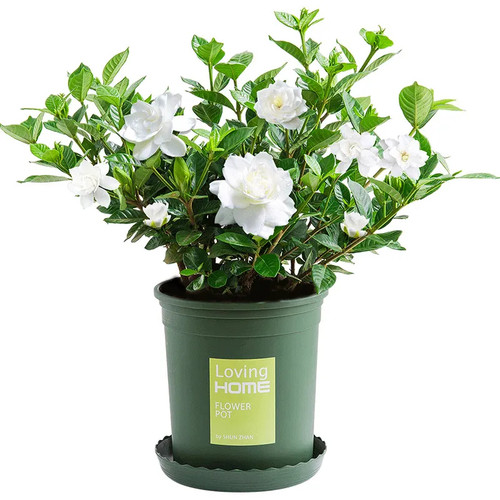 栀子花盆栽花卉植物室内带花苞阳台水培绿植浓香型大树苗四季好养 - 图3