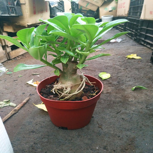 重瓣沙漠玫瑰花苗盆栽四季花卉绿植物老桩室内阳台小盆景开花不断 - 图1