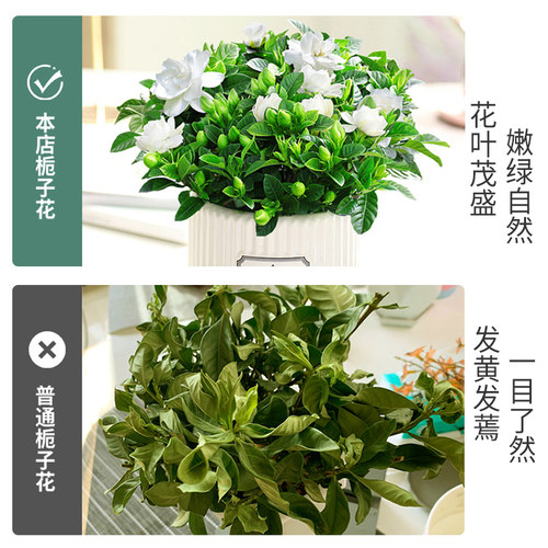 栀子花盆栽花卉植物室内带花苞阳台水培绿植浓香型大树苗四季好养 - 图2