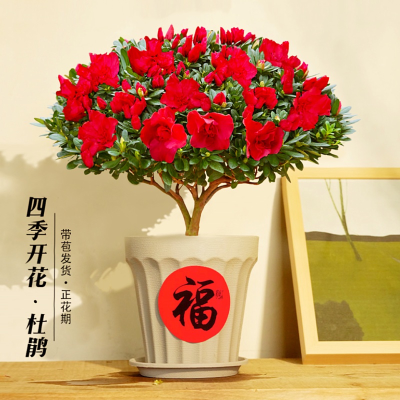 杜鹃花盆栽四季开花带花苞过年花卉室内植物花好养活阳台鲜花绿植