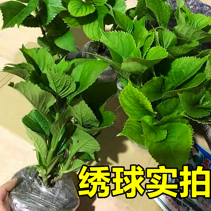 绣球花苗盆栽花卉植物室内好养的花四季开花不断无尽夏大花易成活 - 图2