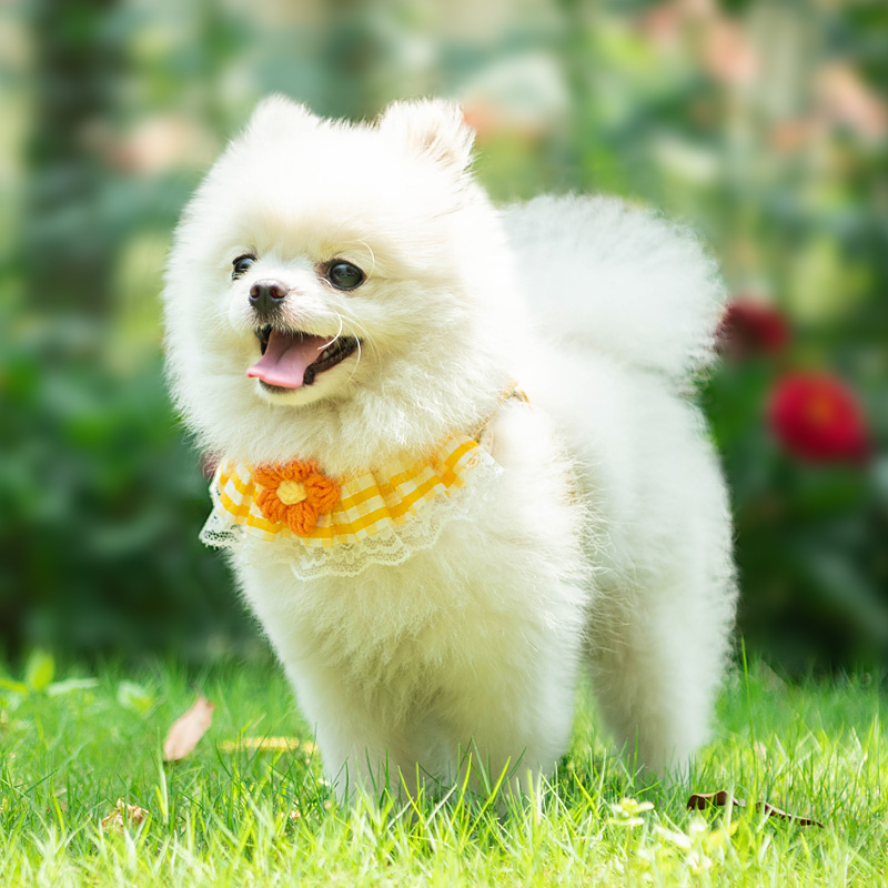 小狗狗牵引绳背心式小型幼犬博美泰迪比熊胸背带狗链子可爱遛狗绳 - 图0