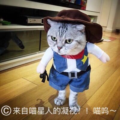 猫咪衣服狗狗抖音同款网红宠物服饰幼猫小猫咪夏季搞笑搞怪装恶搞 - 图0