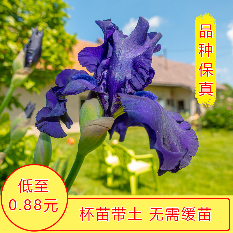 德国鸢尾紫花鸢尾水生鸢尾马兰花黄菖蒲花卉园林公园庭院绿化成都 - 图1