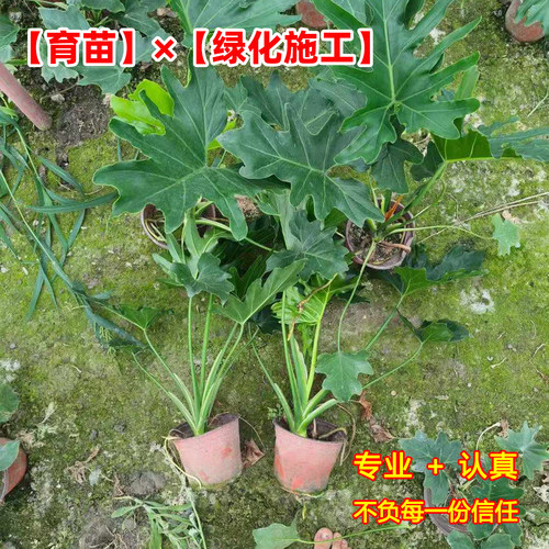 春羽春雨室内植物绿植盆栽绿化工程净化空气办公盆栽水培盆景花卉 - 图0