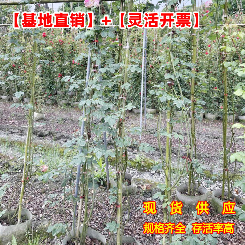 月季蔷薇花苗藤本月季树状月季特大花黄木香爬藤植物多季开花卉 - 图2