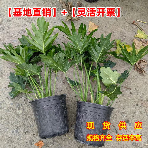 春羽春雨室内植物绿植盆栽绿化工程净化空气办公盆栽水培盆景花卉 - 图3