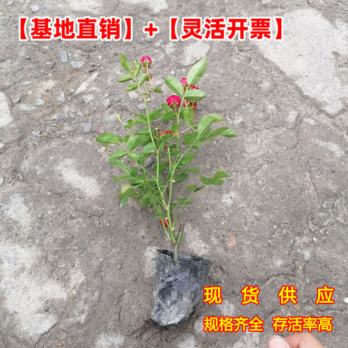 月季蔷薇花苗藤本月季树状月季特大花黄木香爬藤植物多季开花卉 - 图3