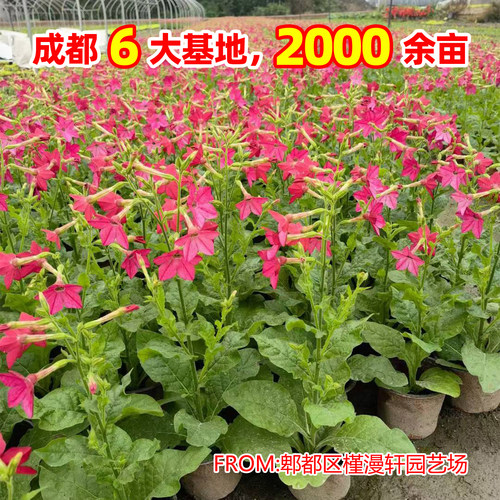 花烟草苗盆栽成都发货基地直供工程绿化阳台花卉好养易活好种植 - 图1
