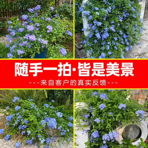 蓝雪花盆栽植物苗多季开花阳台花园观赏爬藤植物耐热易养活花卉 - 图3