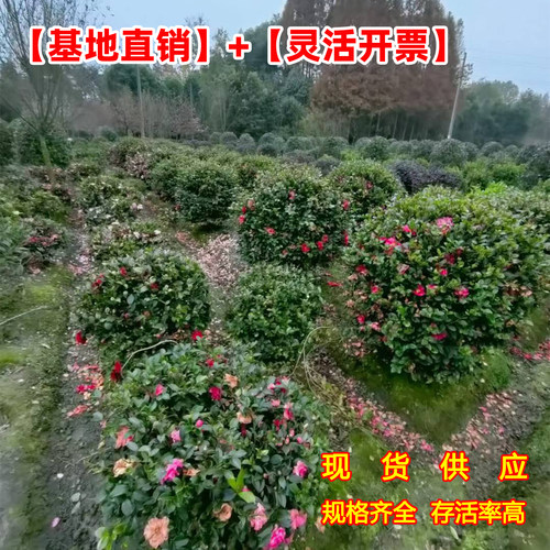 成都茶梅花树苗茶梅球高杆茶梅造型茶梅别墅庭院大型耐风景树盆栽 - 图3