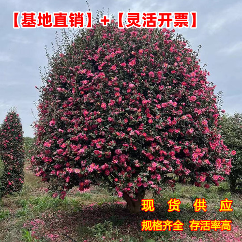成都茶梅花树苗茶梅球高杆茶梅造型茶梅别墅庭院大型耐风景树盆栽 - 图2