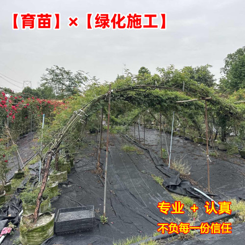 月季蔷薇花苗藤本月季树状月季特大花黄木香爬藤植物多季开花卉 - 图1