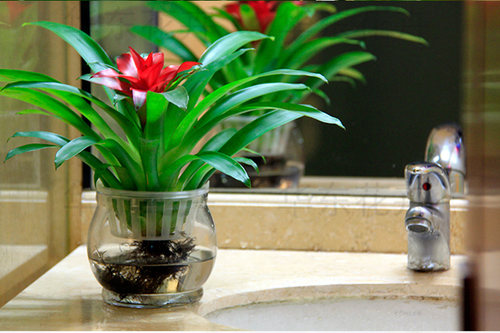 鸿运当头盆栽 水培花卉整套红星凤梨绿花植水养植物室内 空气凤梨 - 图0