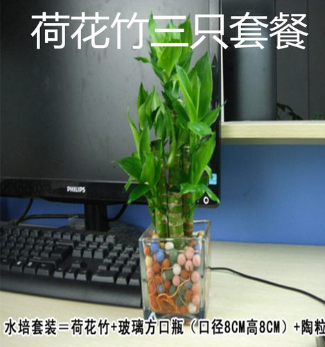 室内水养植物 金边富贵竹水培盆栽转运竹 紫竹 龙竹 紫色朱蕉绿植 - 图3